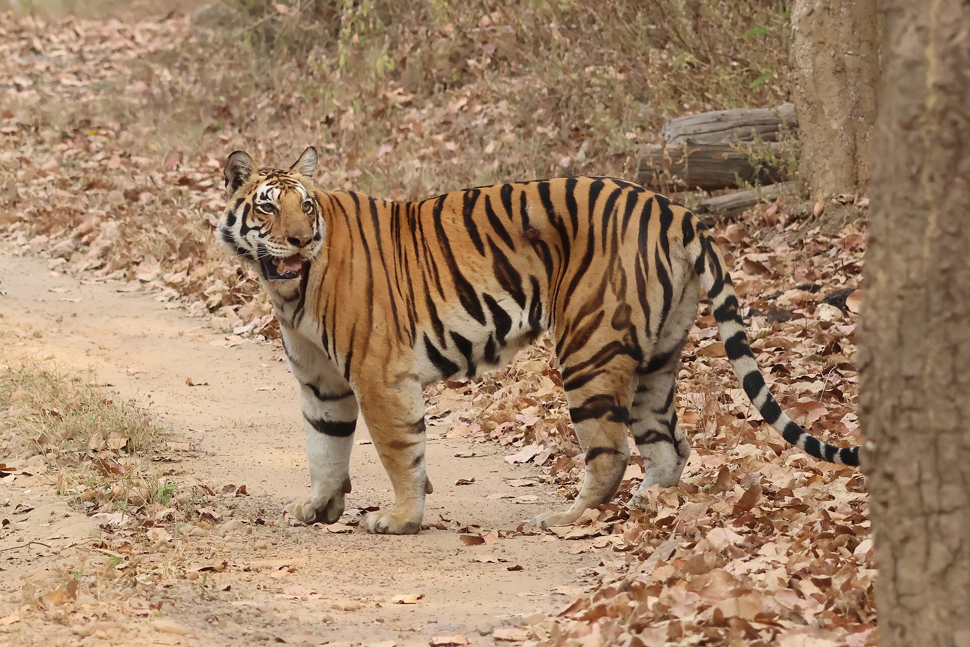 Ultimate Kanha Travel Guide (Madhya Pradesh)