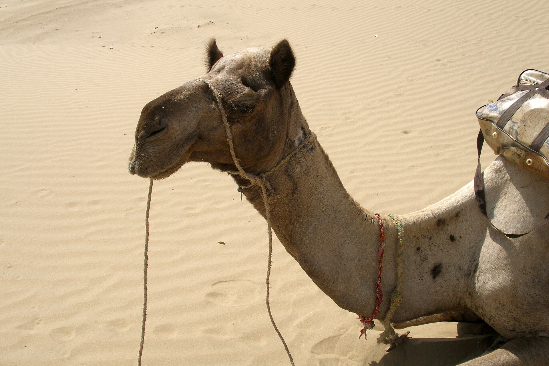 Rajasthan Adventure Trail